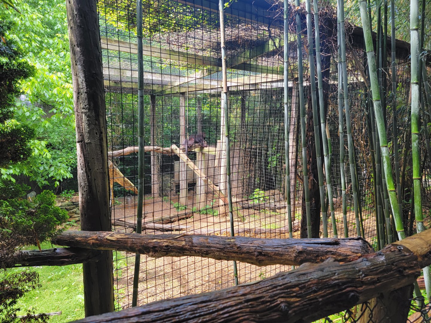 Creation Kingdom - Leopard, black