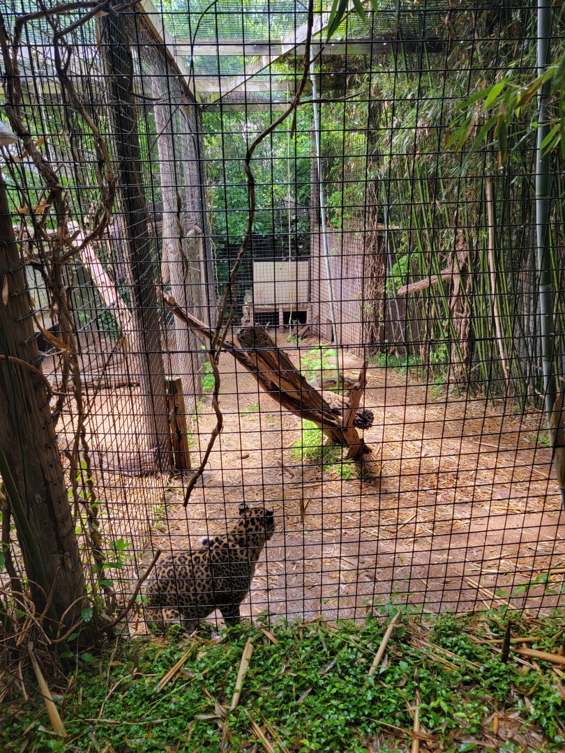 Creation Kingdom - Leopard, spotted