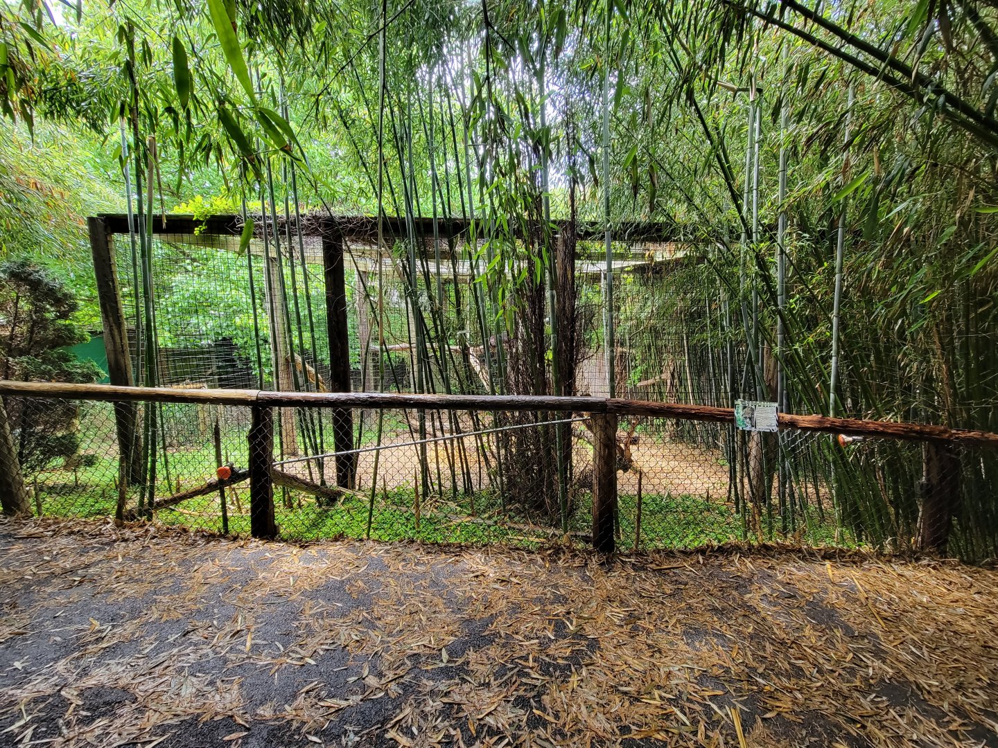 Creation Kingdom - Leopards