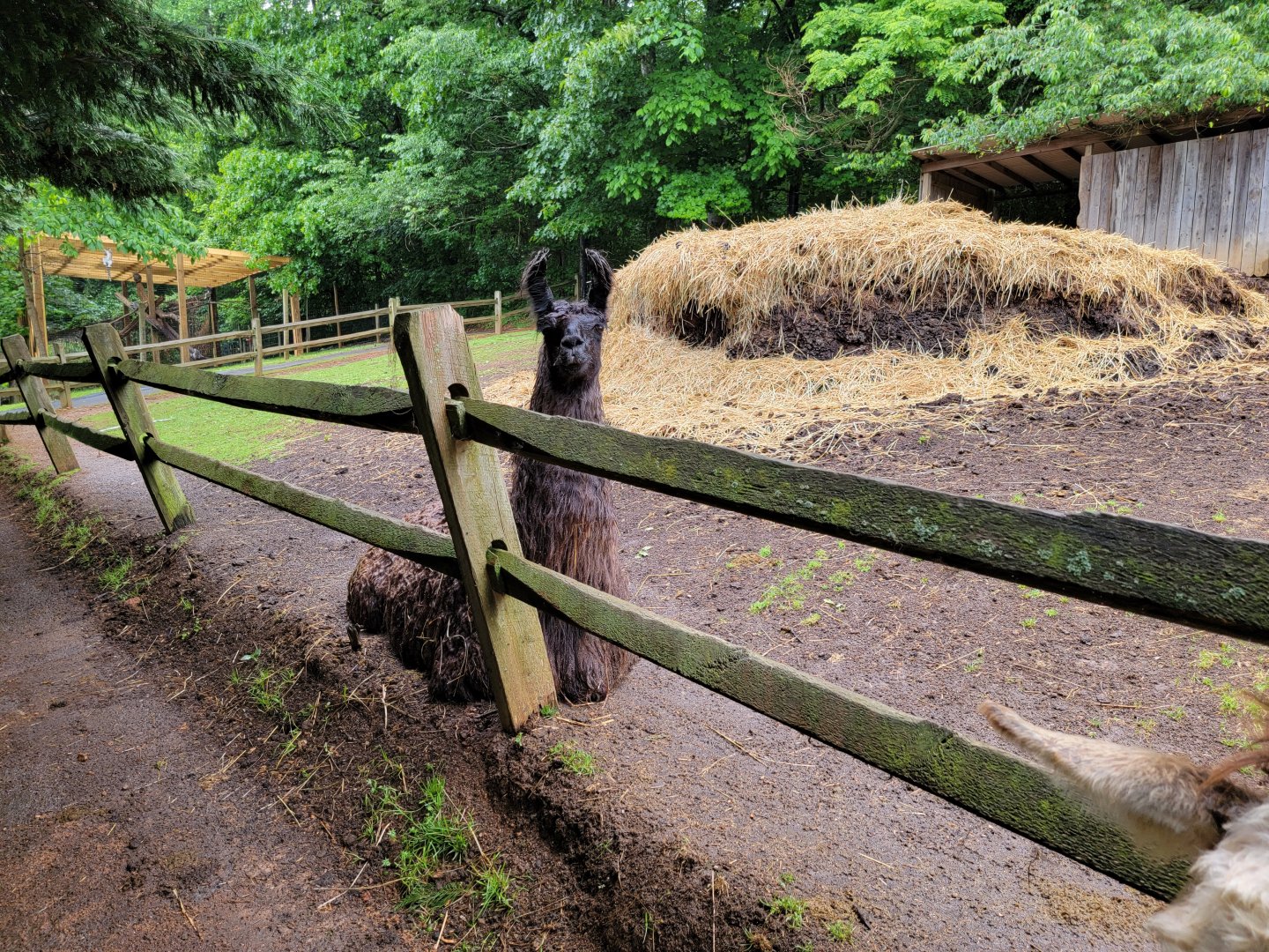 Creation Kingdom - Llama