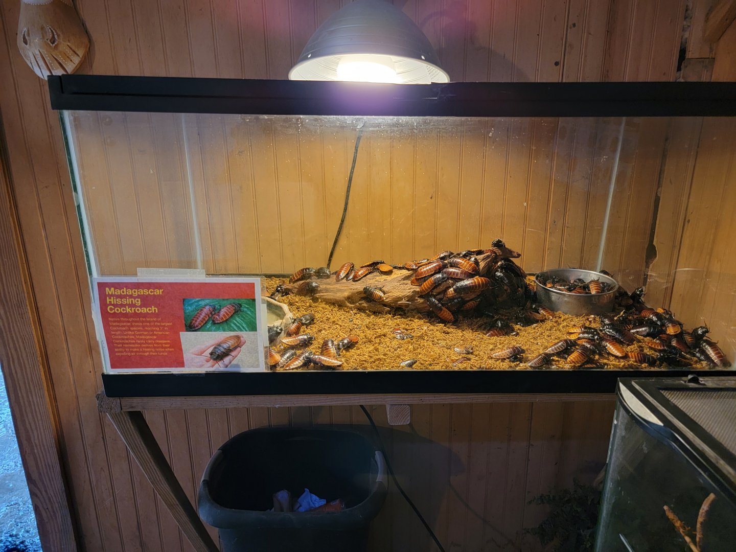 Creation Kingdom - Madagascar hissing cockroaches