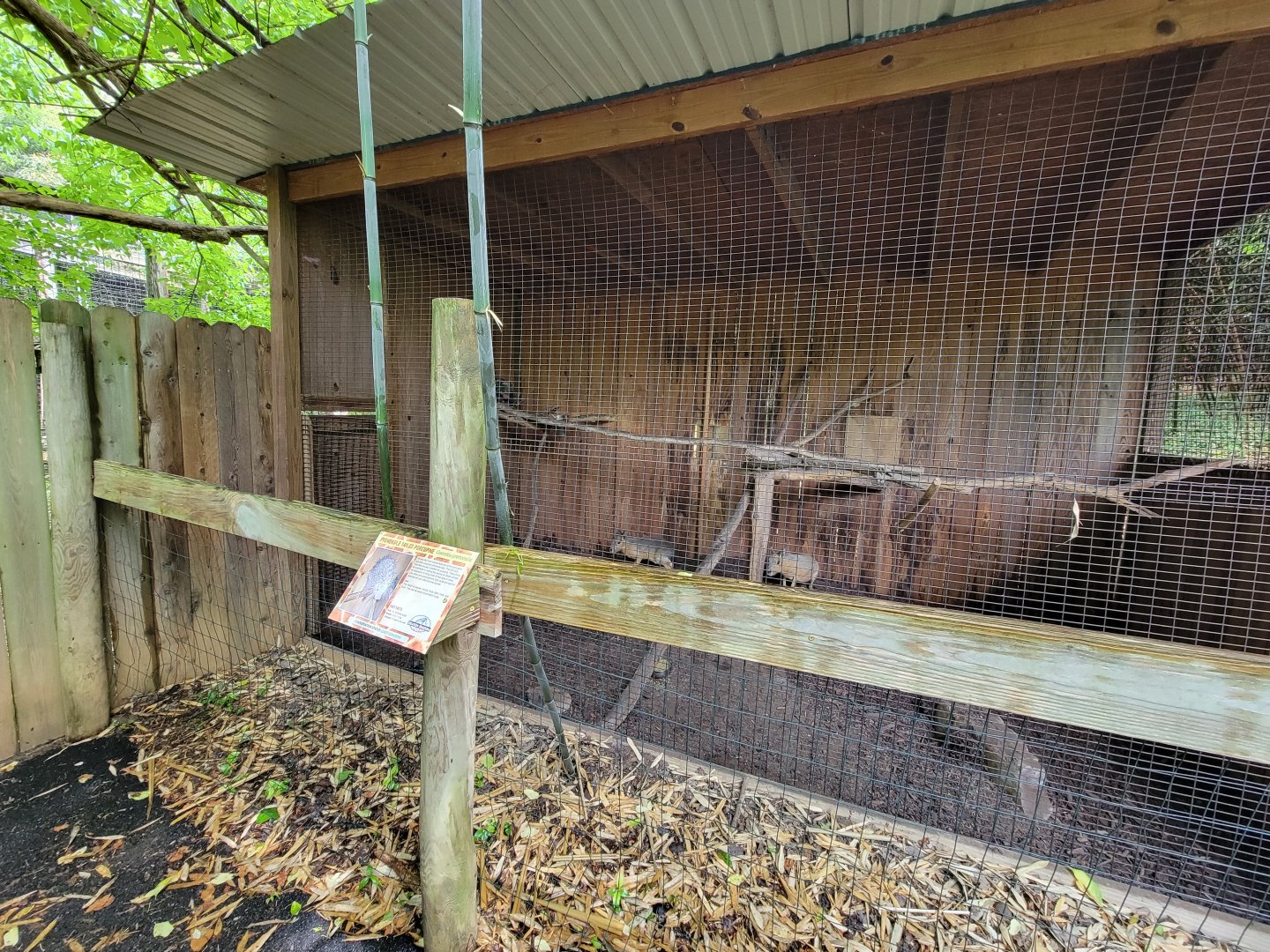 Creation Kingdom - Patagonian mara, signed for prehensile-tailed porcupine