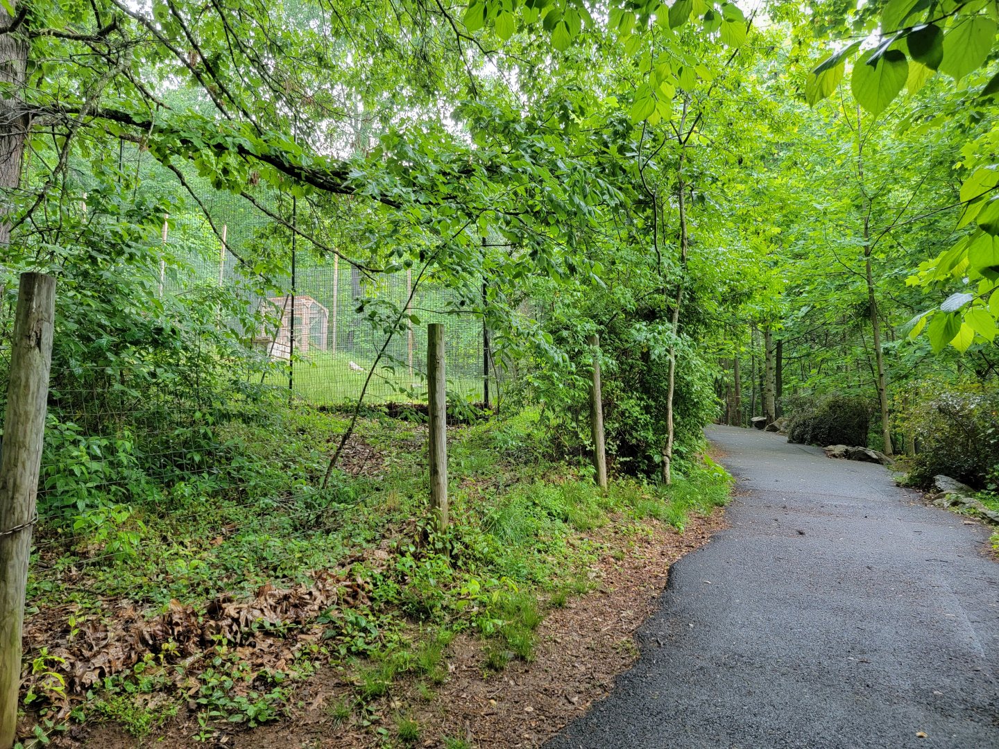 Creation Kingdom - Path, future lion exhibit on left
