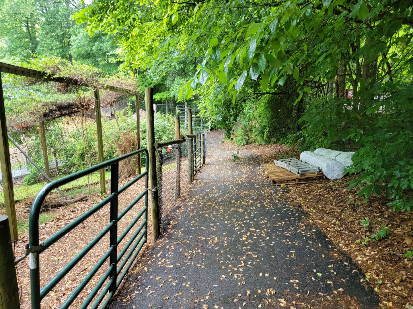 Creation Kingdom - Path