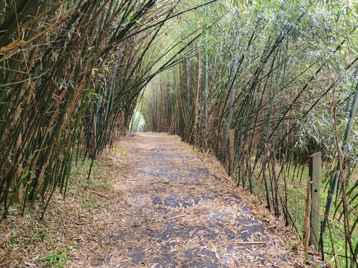 Creation Kingdom - Path