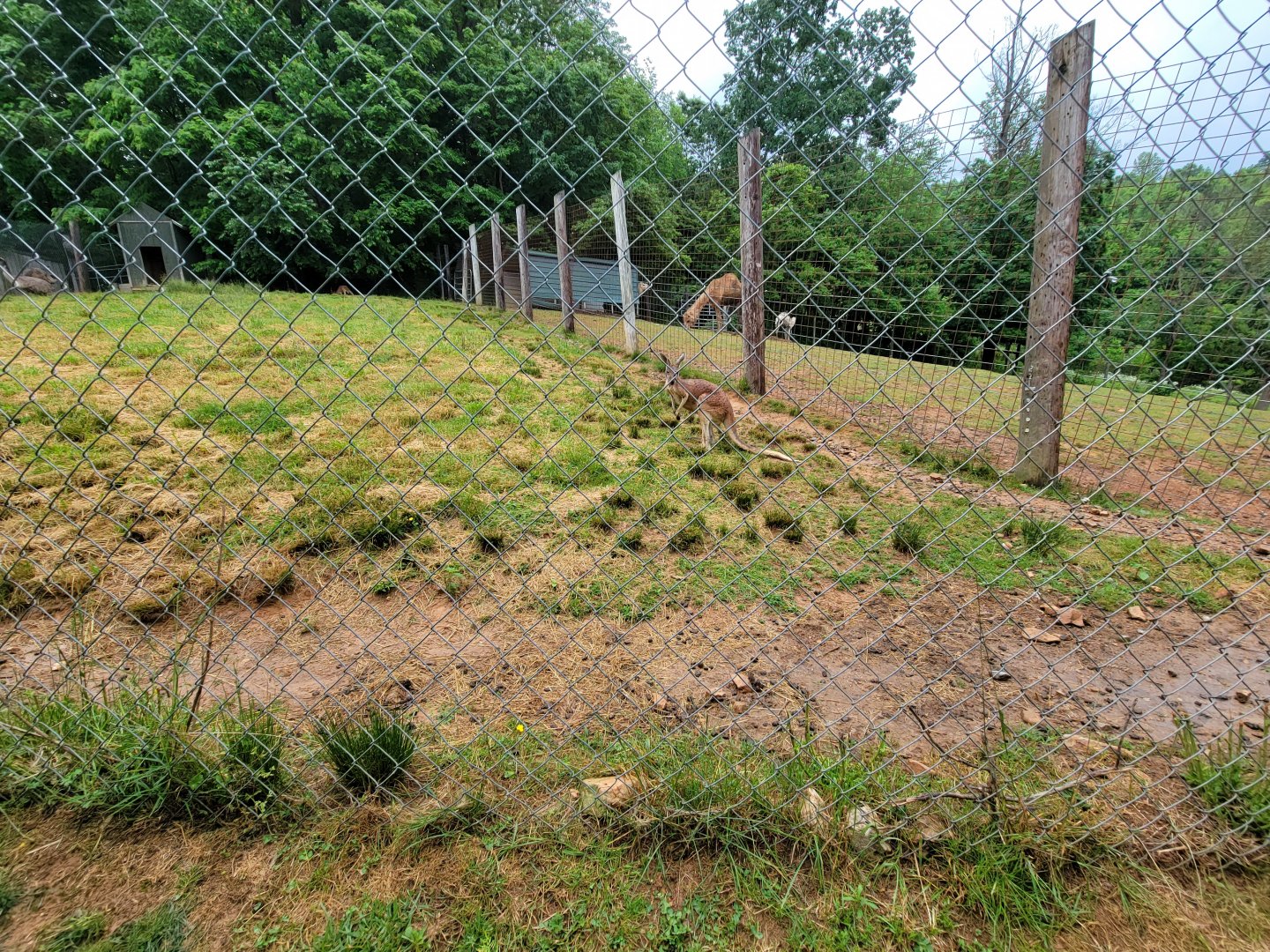 Creation Kingdom - Red kangaroo