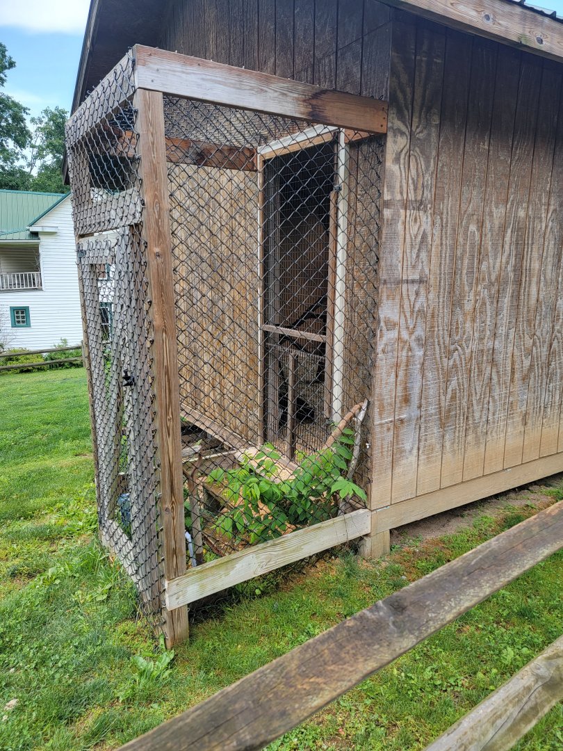 Creation Kingdom - Red ruffed lemur