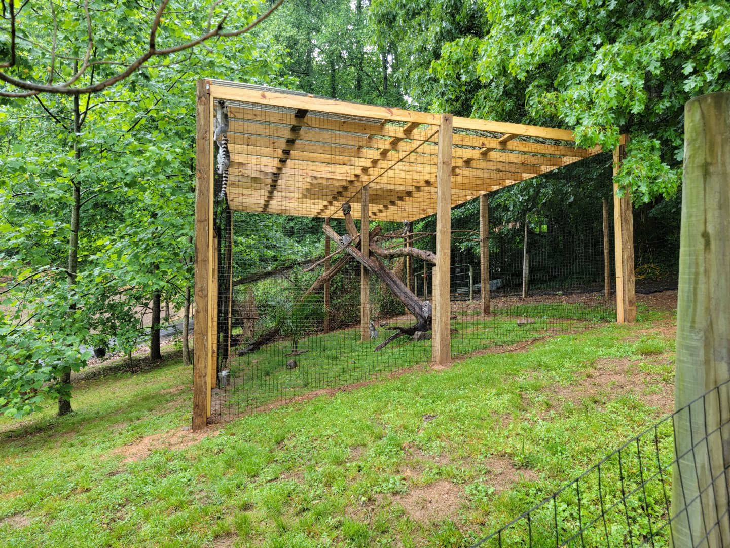 Creation Kingdom - Ring-tailed lemurs