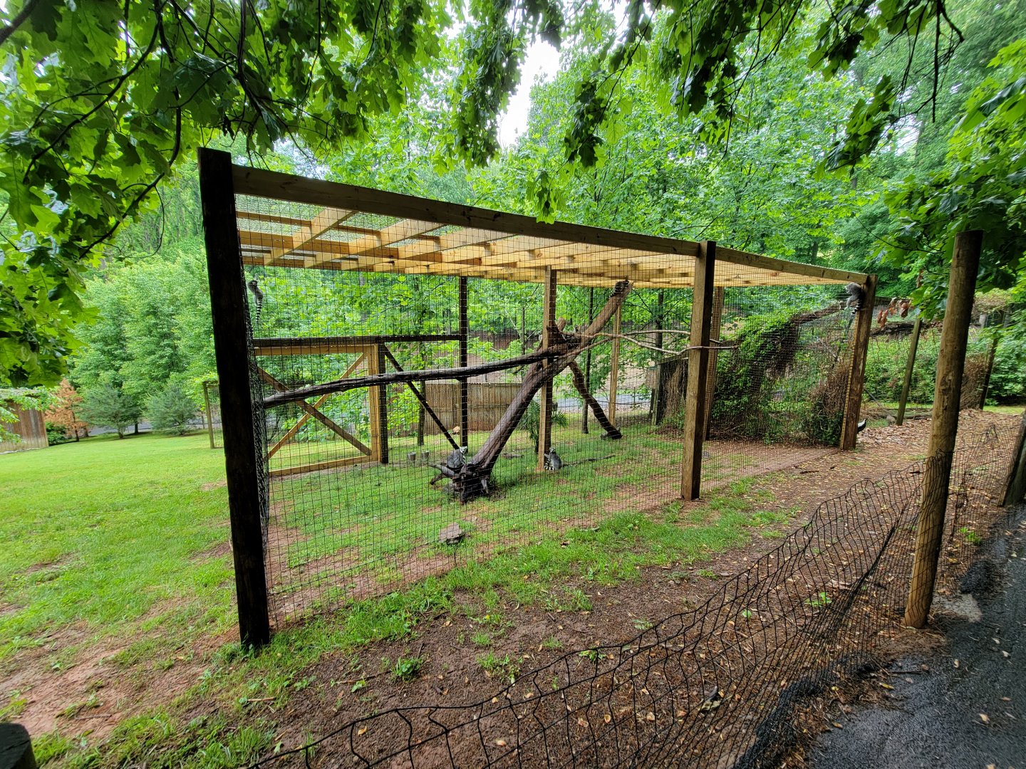 Creation Kingdom - Ring-tailed lemurs