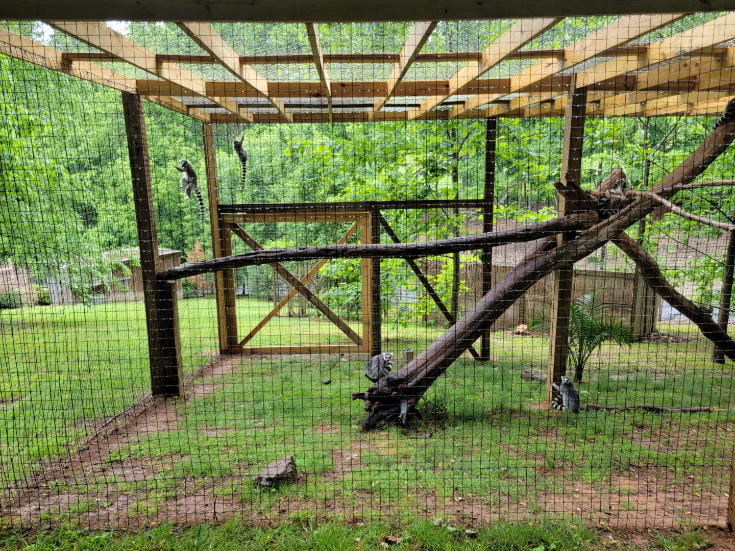 Creation Kingdom - Ring-tailed lemurs