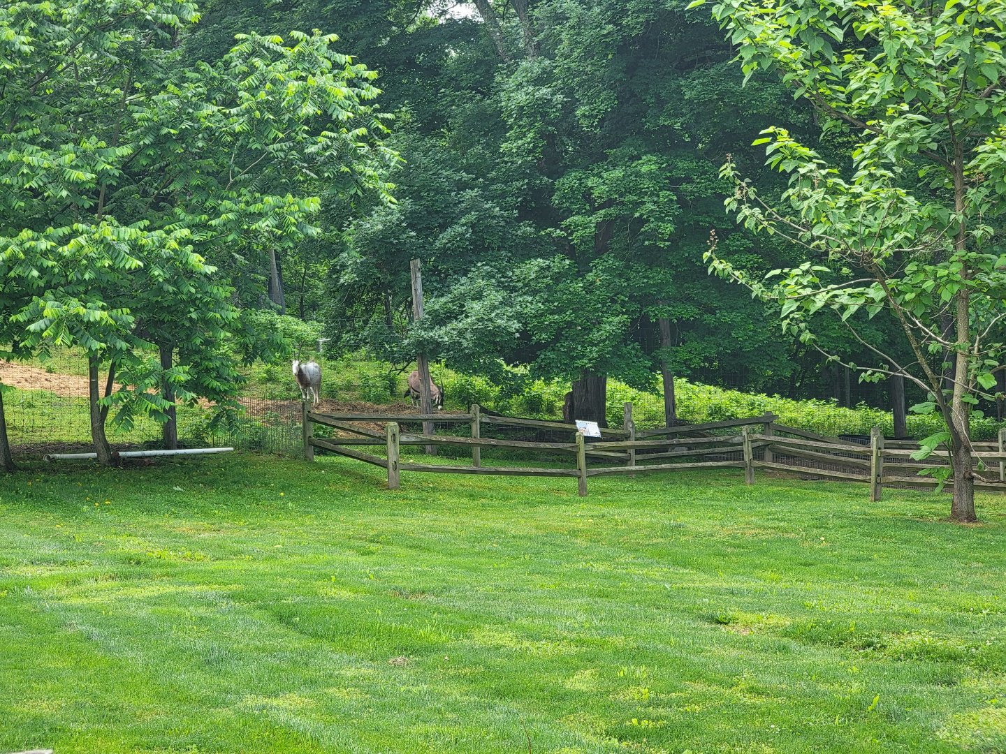 Creation Kingdom - Scimitar oryx and gemsbok visible in yard passed house