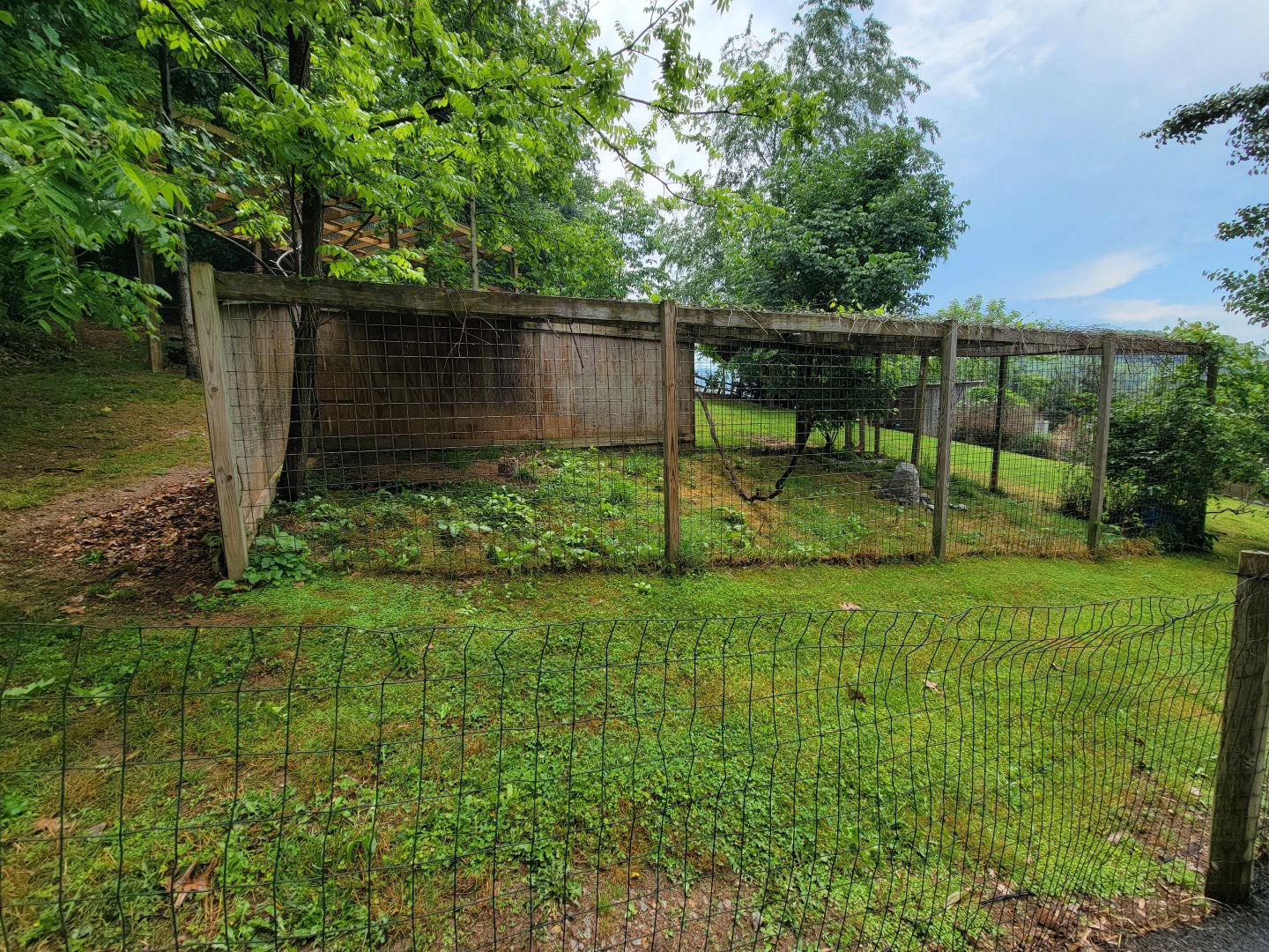 Creation Kingdom - Serval