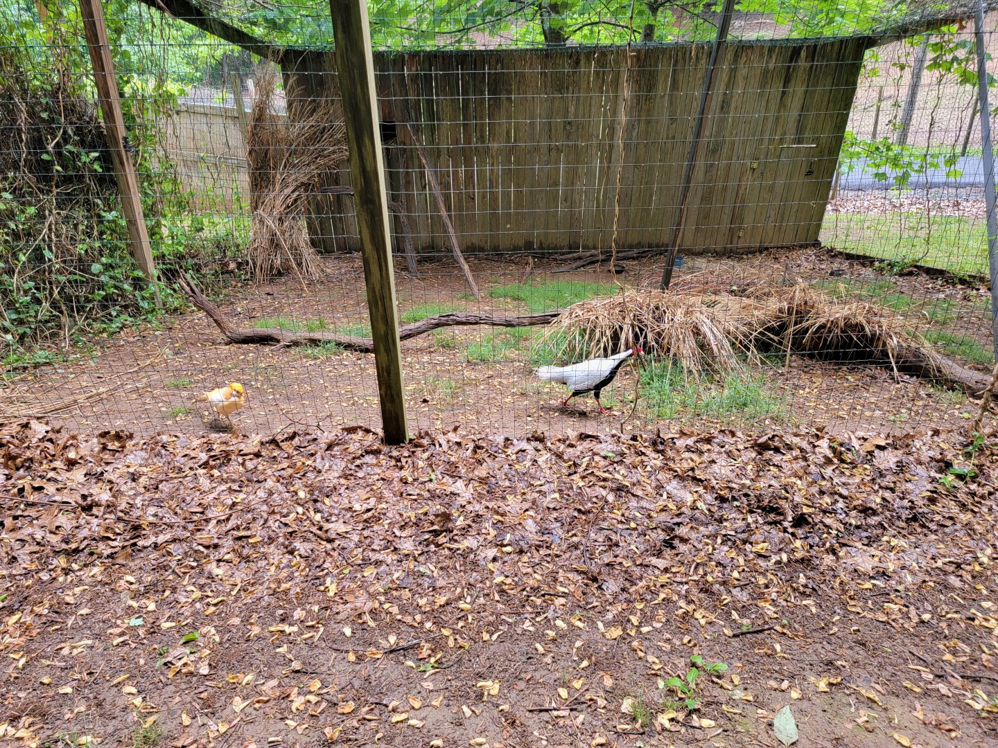 Creation Kingdom - Silver pheasant, hybrid pheasant