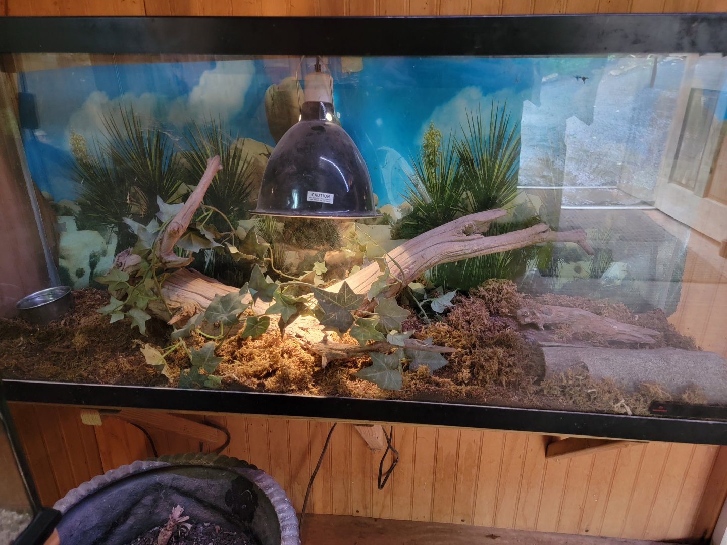 Creation Kingdom - Skink