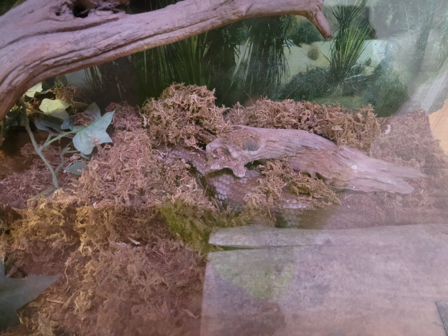 Creation Kingdom - Skink