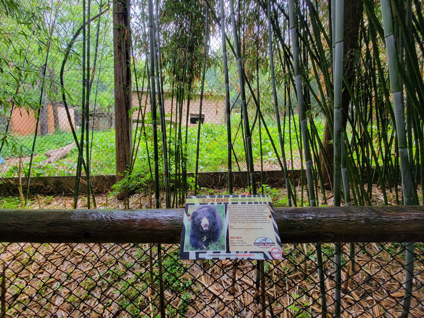 Creation Kingdom - Sloth bear