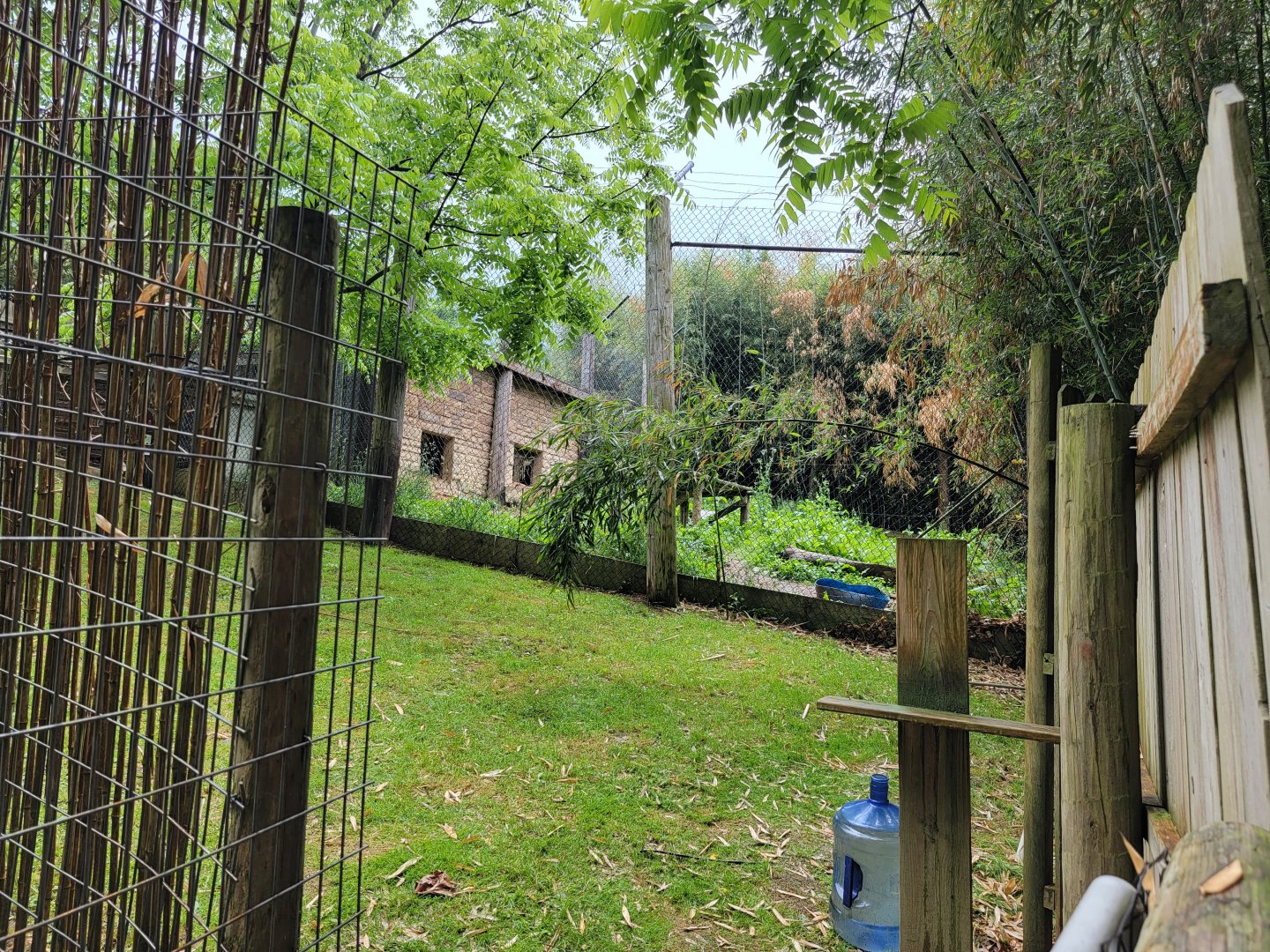 Creation Kingdom - Sloth bear