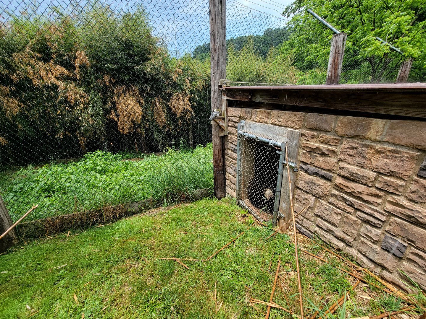 Creation Kingdom - Sloth bear