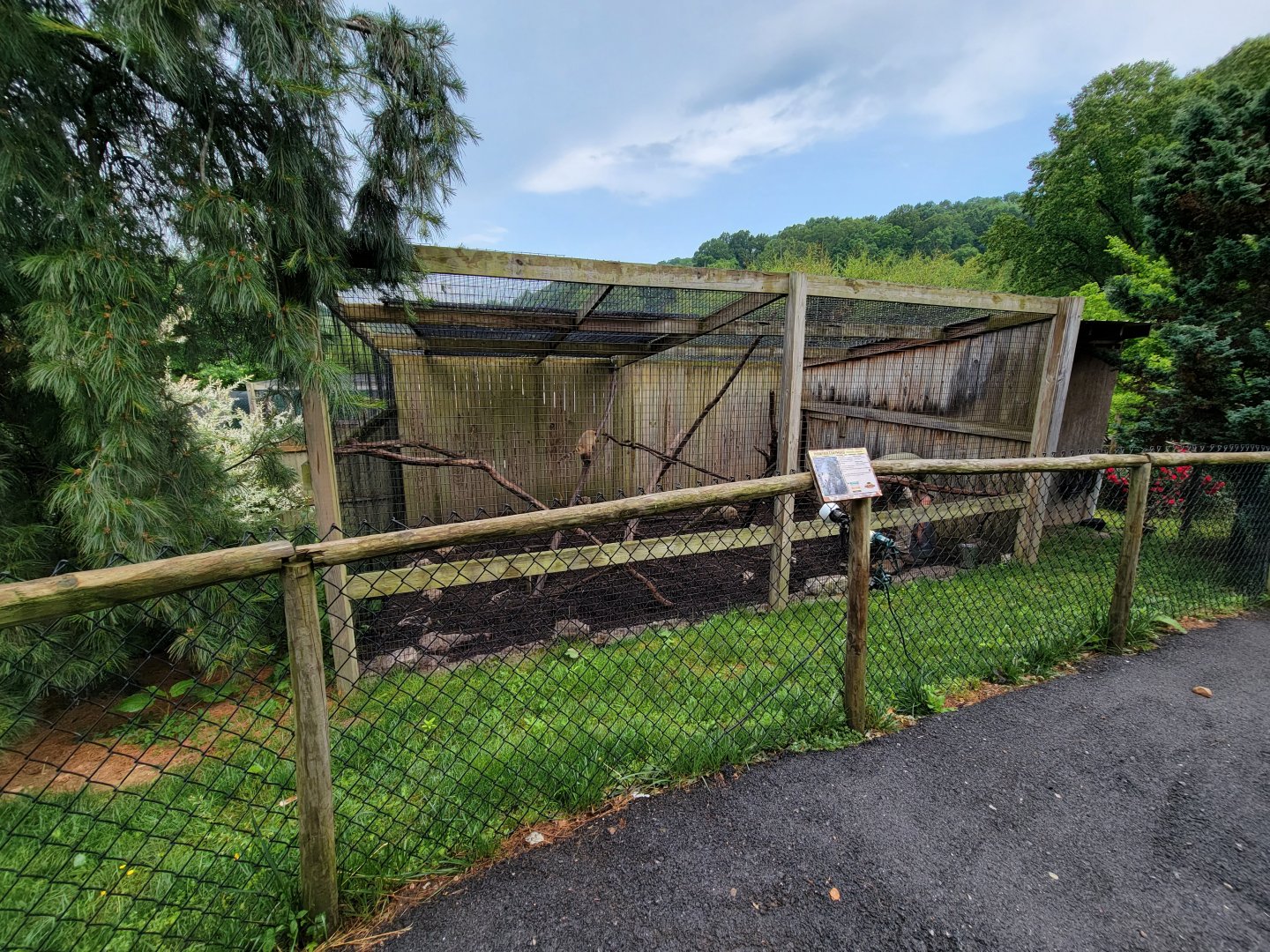 Creation Kingdom - South American coati, signed as mountain coati