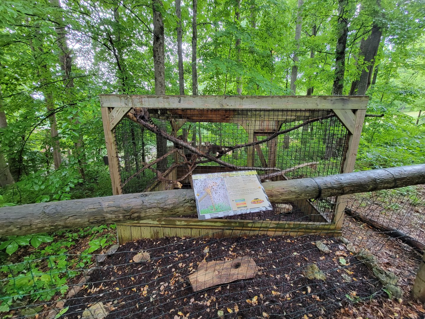 Creation Kingdom - South American coati, signed as red coati