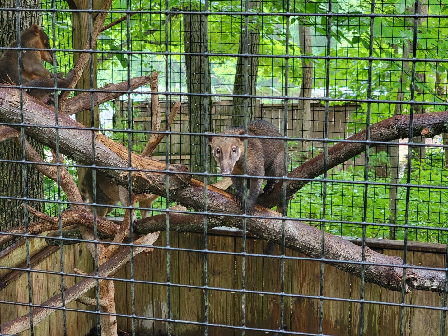Creation Kingdom - South American coati, signed as red coati