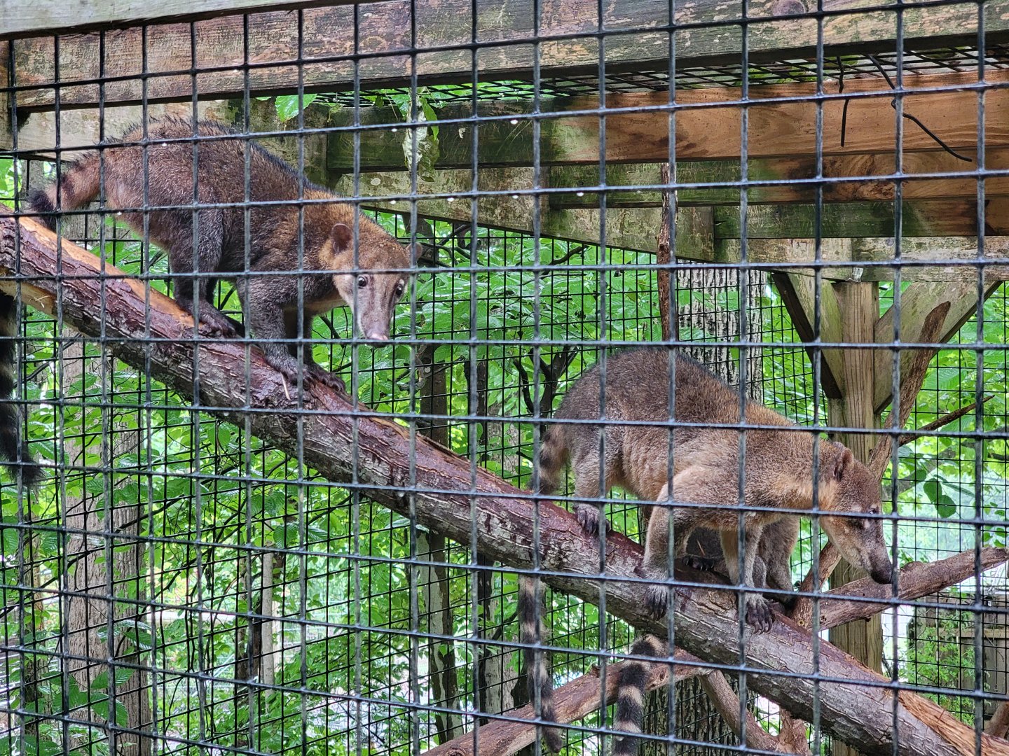 Creation Kingdom - South American coati, signed as red coati