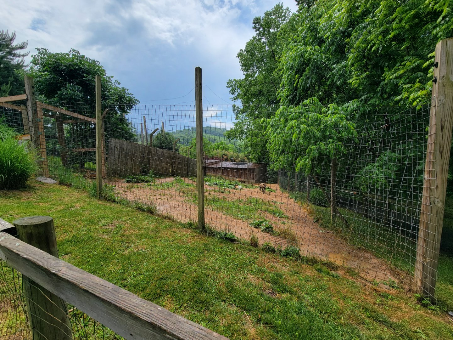 Creation Kingdom - Spotted hyenas