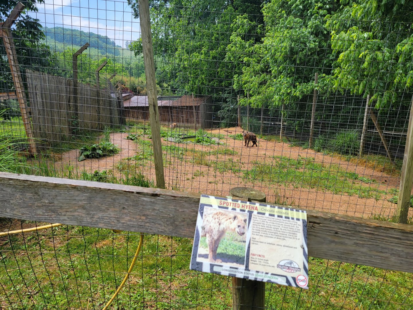 Creation Kingdom - Spotted hyenas