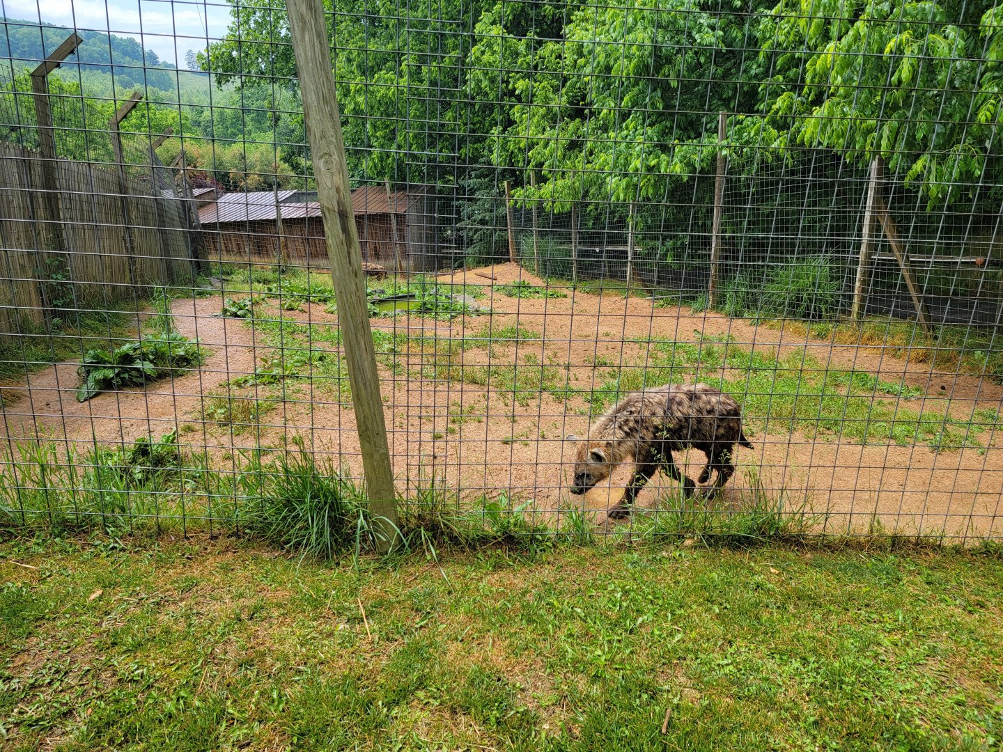 Creation Kingdom - Spotted hyenas