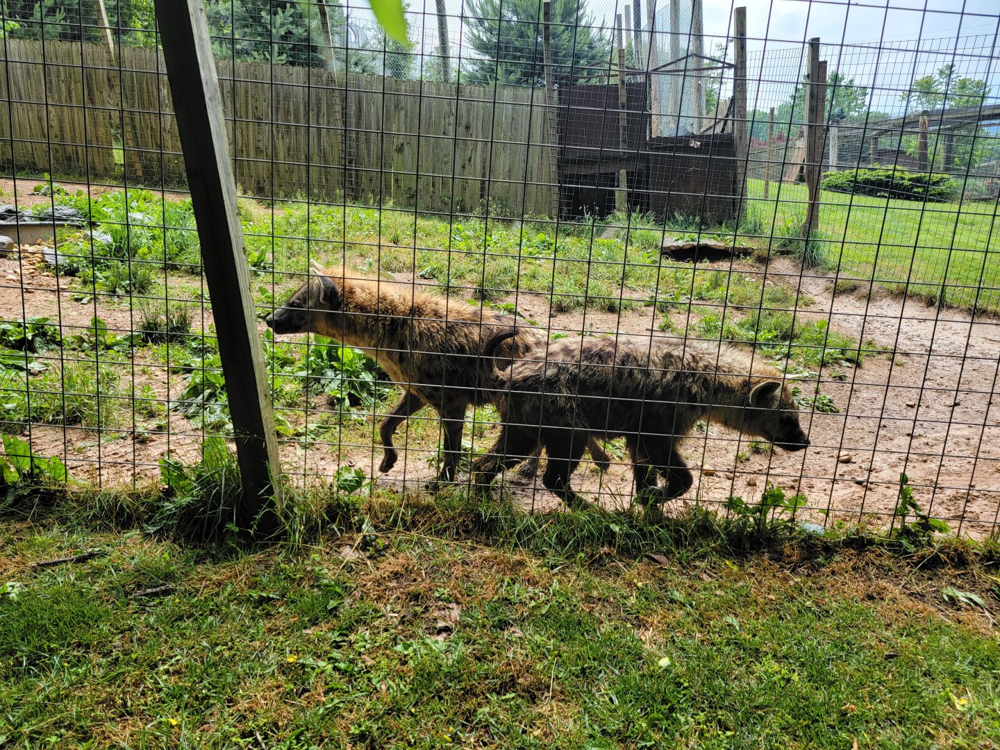 Creation Kingdom - Spotted hyenas