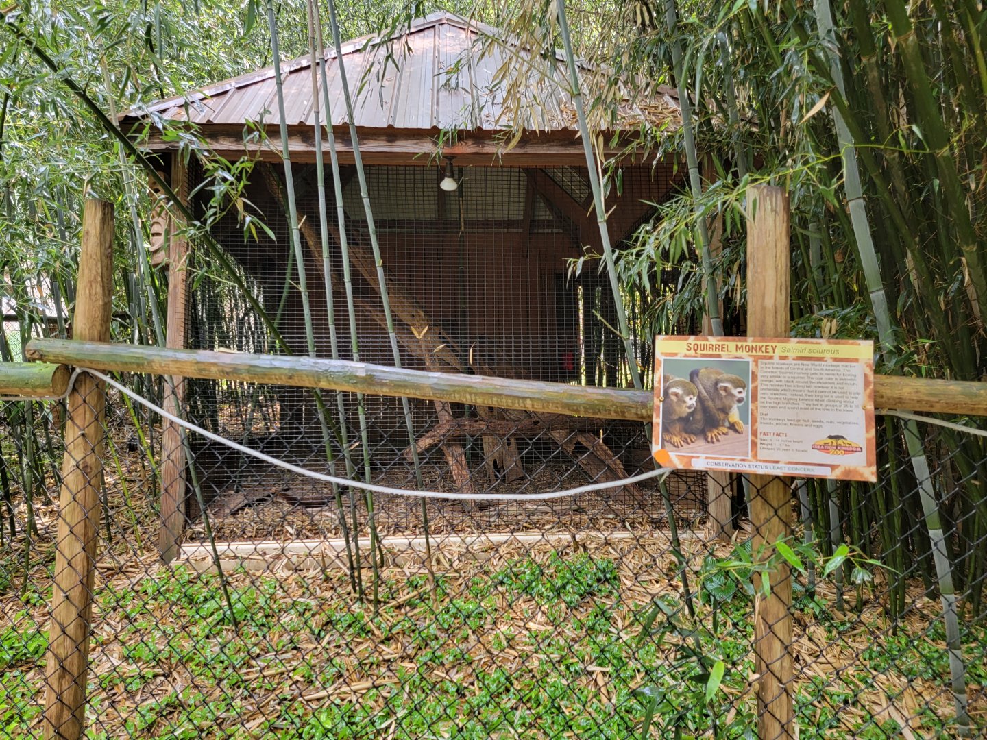 Creation Kingdom - Squirrel monkeys