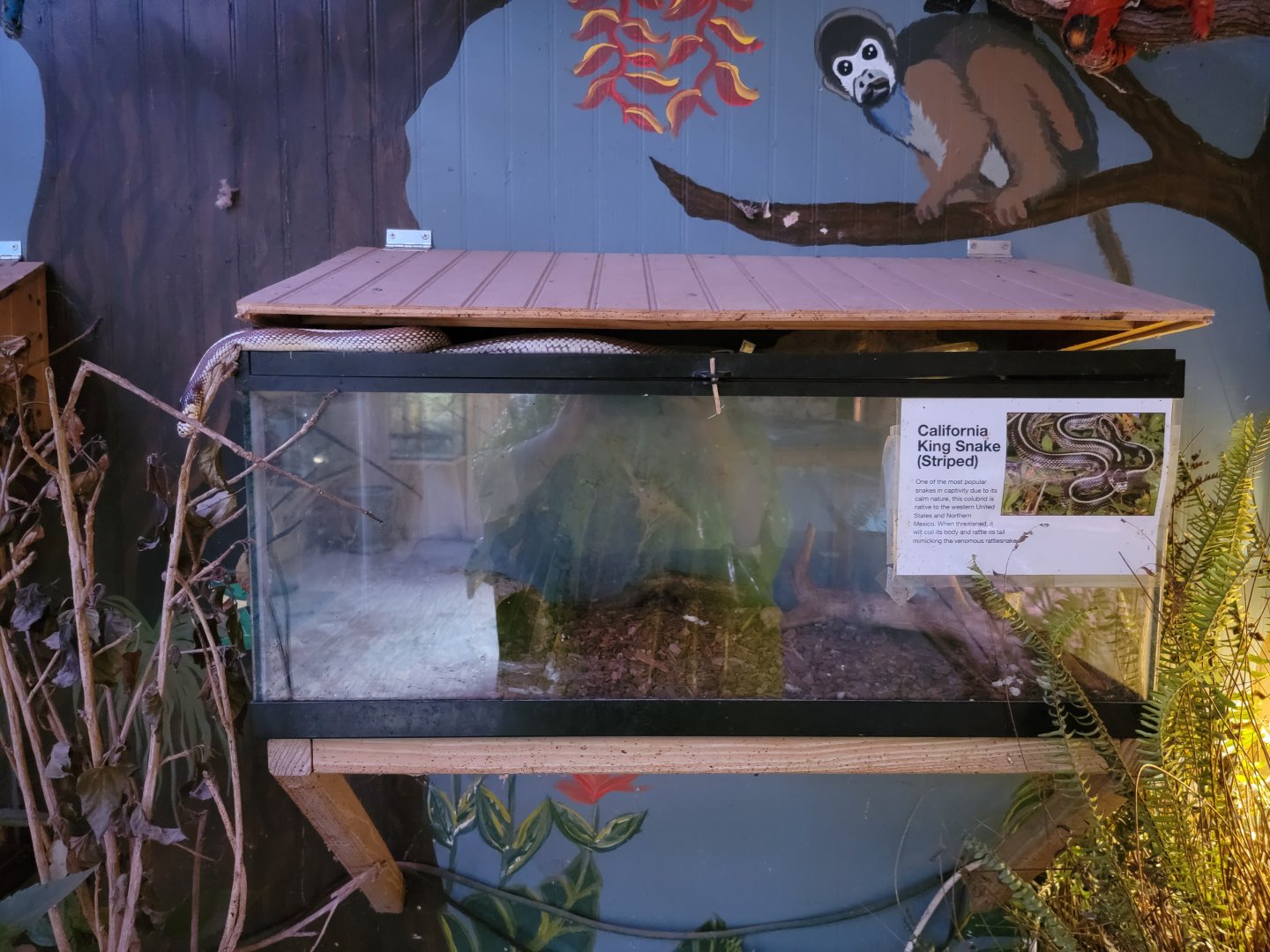 Creation Kingdom - Striped California kingsnake