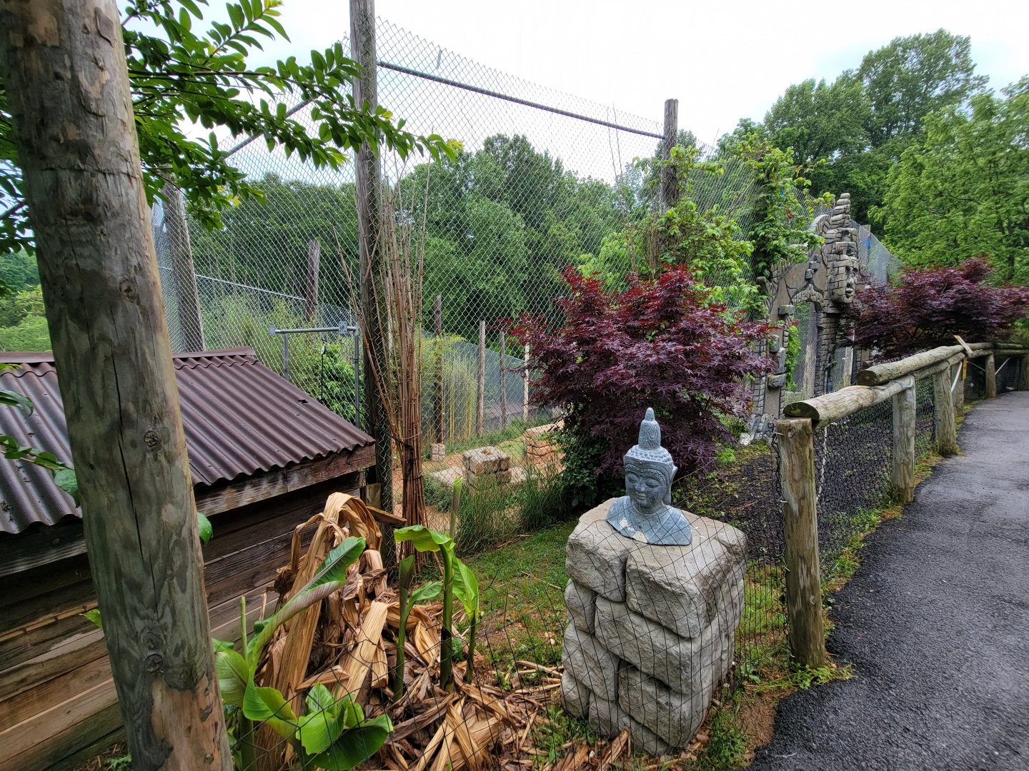 Creation Kingdom - Tiger (white)