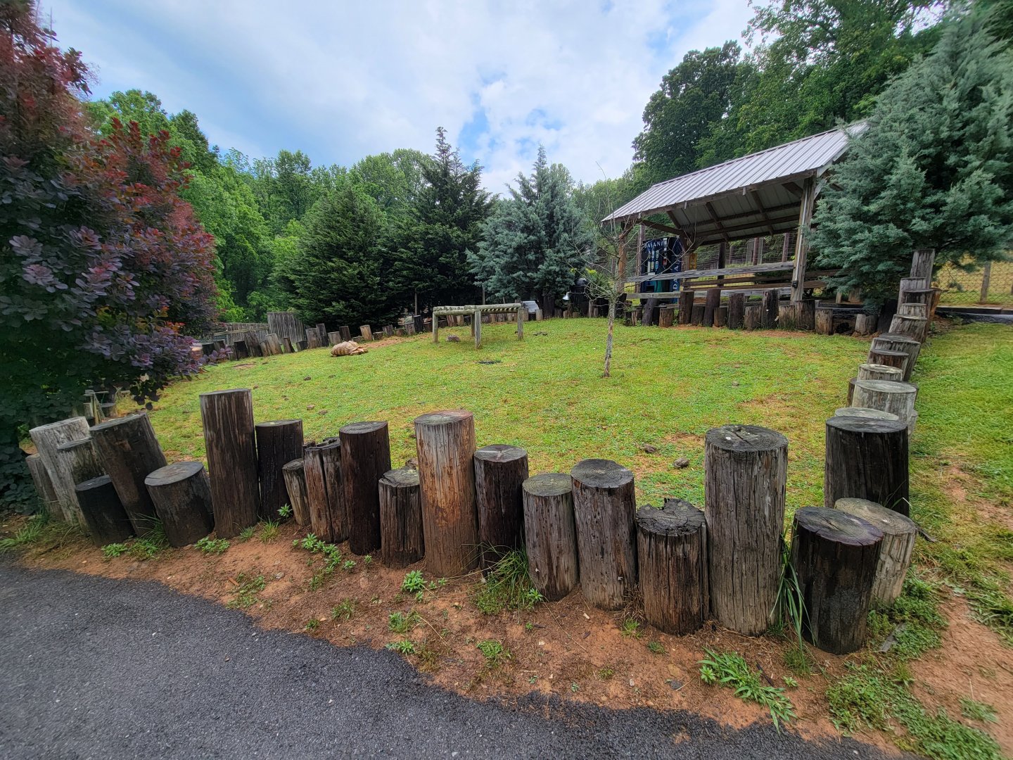 Creation Kingdom - Tortoises