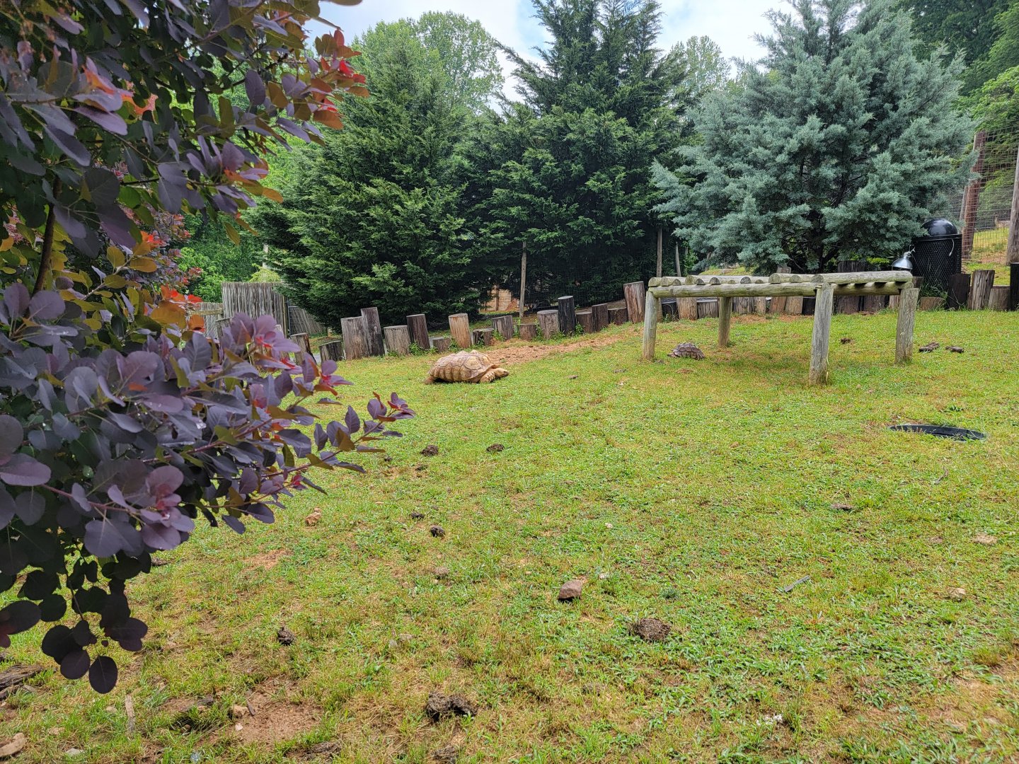 Creation Kingdom - Tortoises