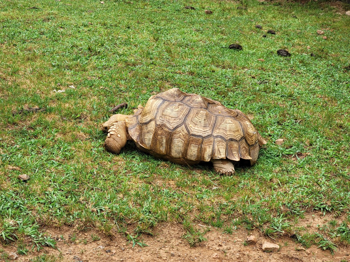 Creation Kingdom - Tortoises