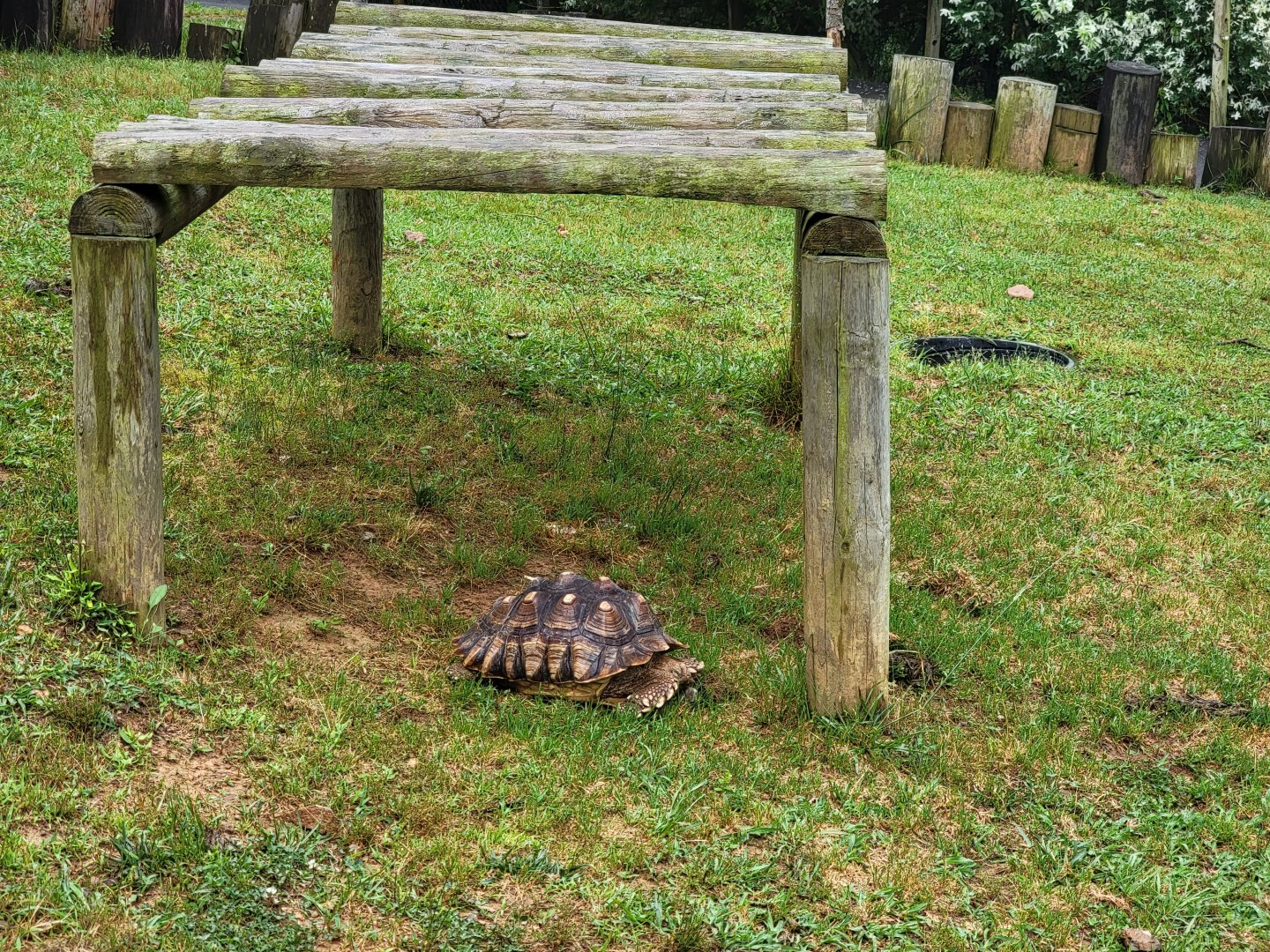 Creation Kingdom - Tortoises