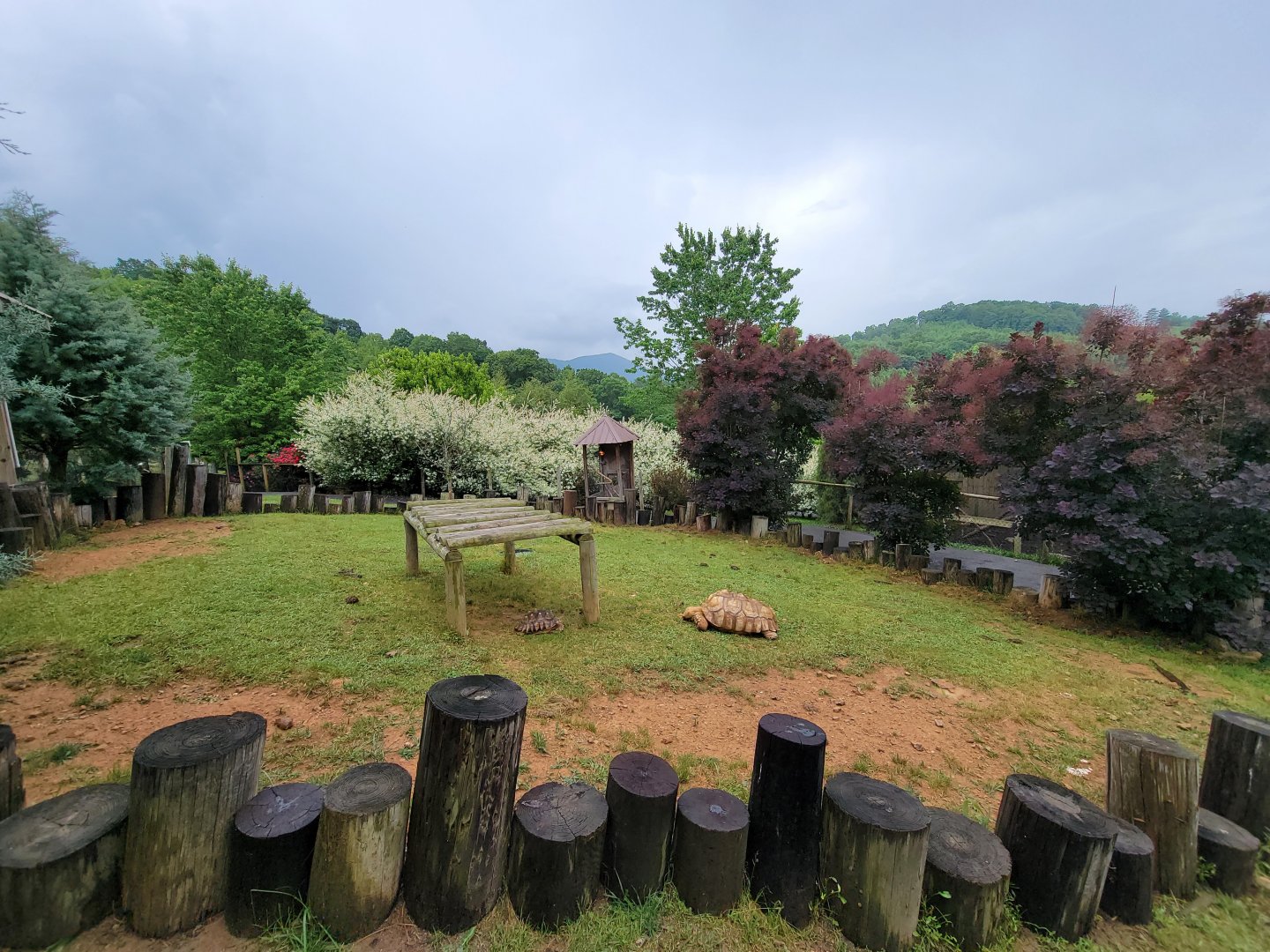 Creation Kingdom - Tortoises