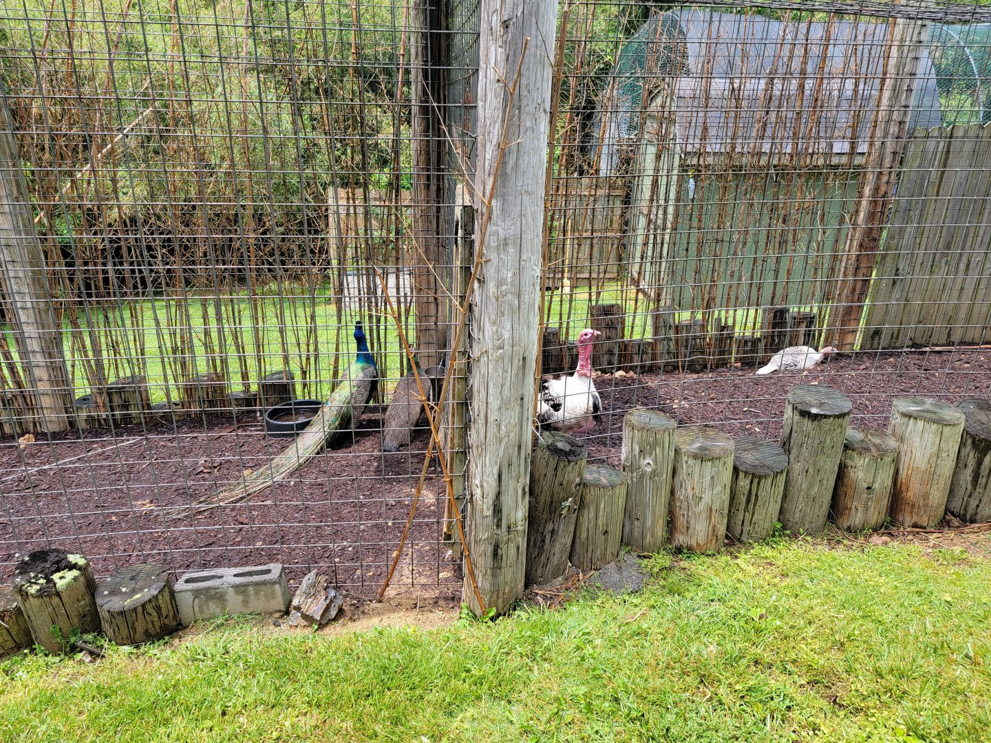 Creation Kingdom - Turkey & indian peafowl