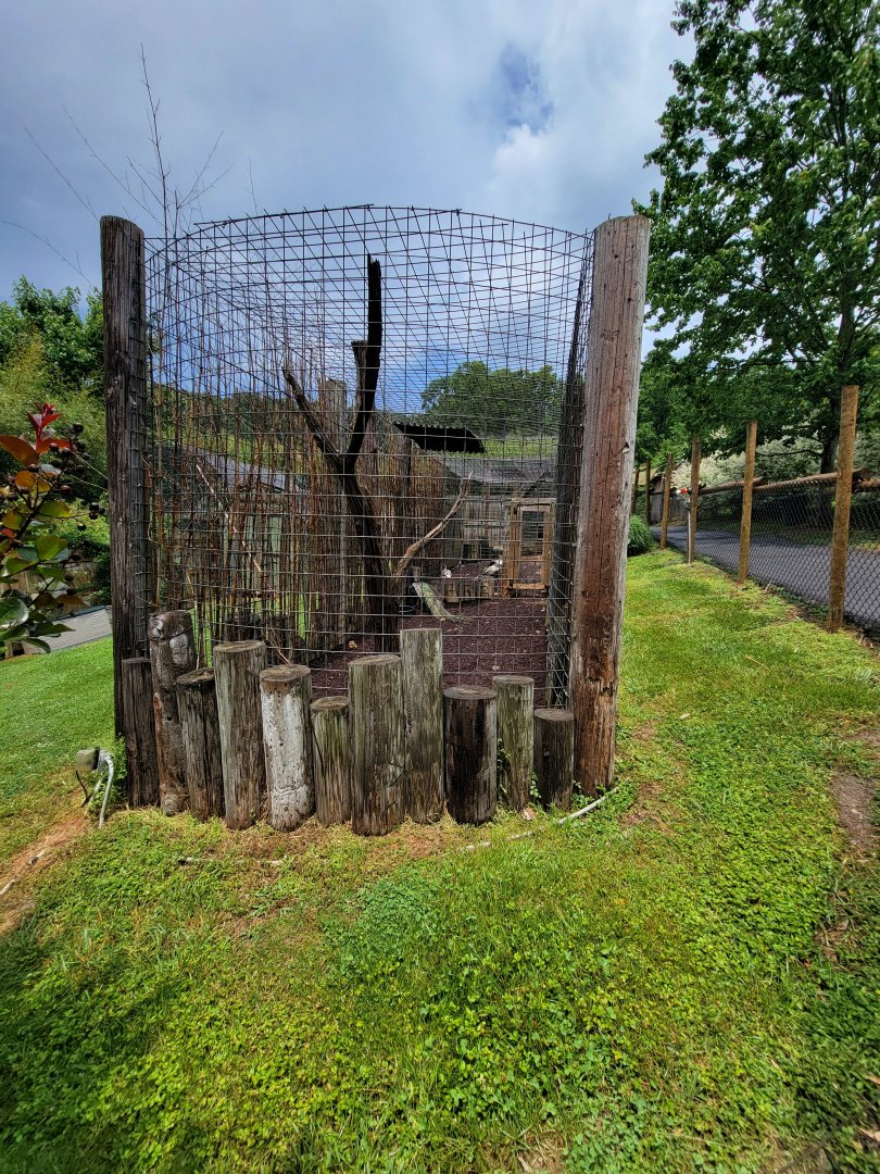 Creation Kingdom - Turkey & indian peafowl