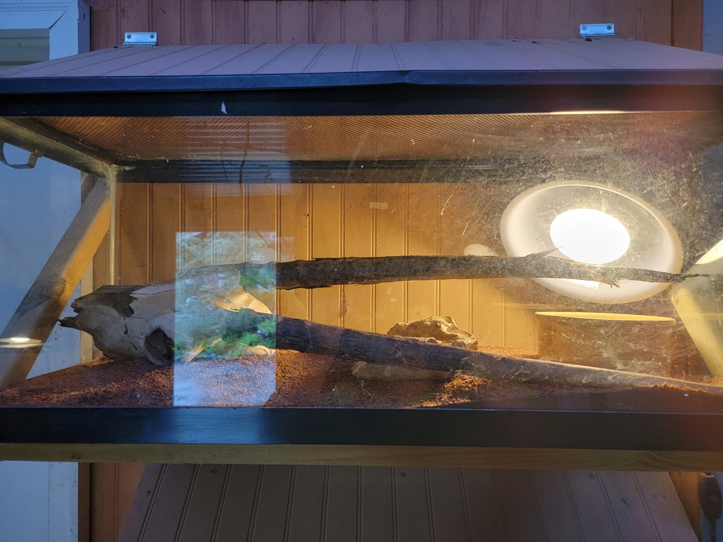 Creation Kingdom - Unsigned snake #2