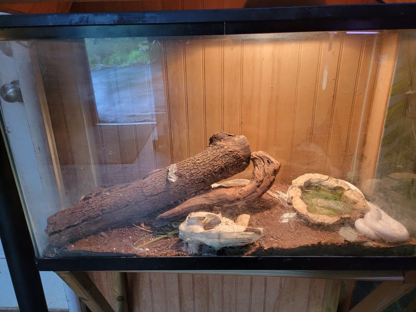 Creation Kingdom - Unsigned snake