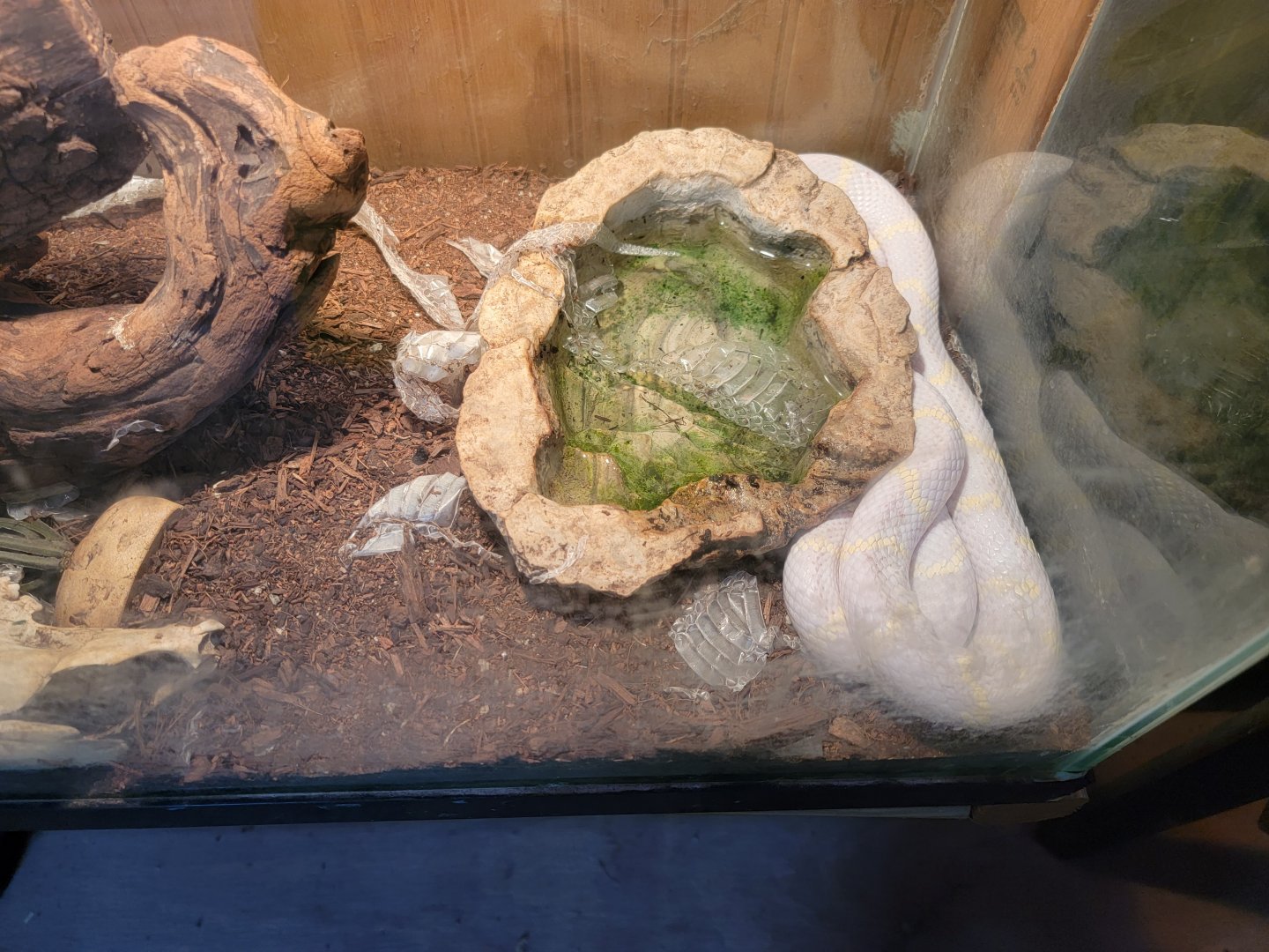 Creation Kingdom - Unsigned snake