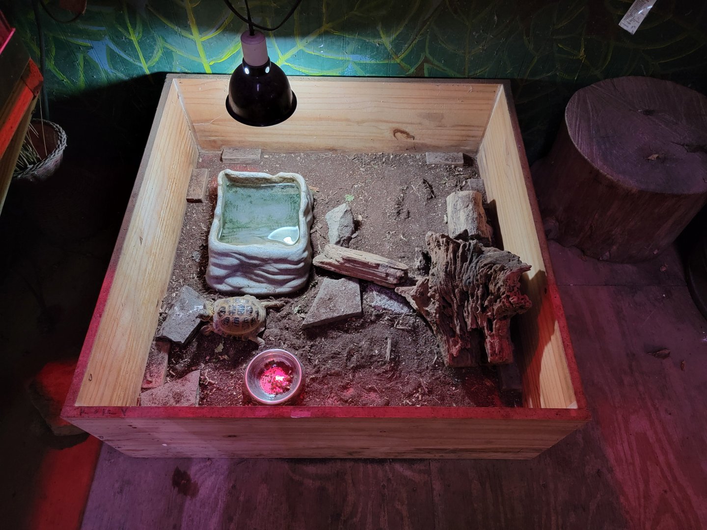 Creation Kingdom - Unsigned tortoises