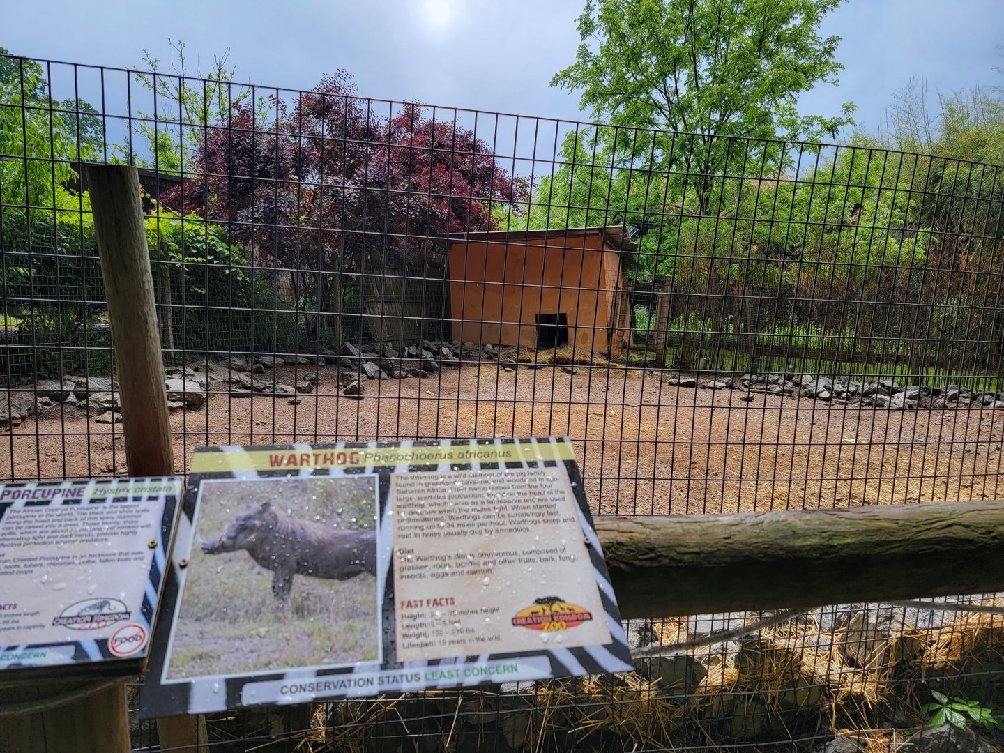 Creation Kingdom - Warthog, African crested porcupine