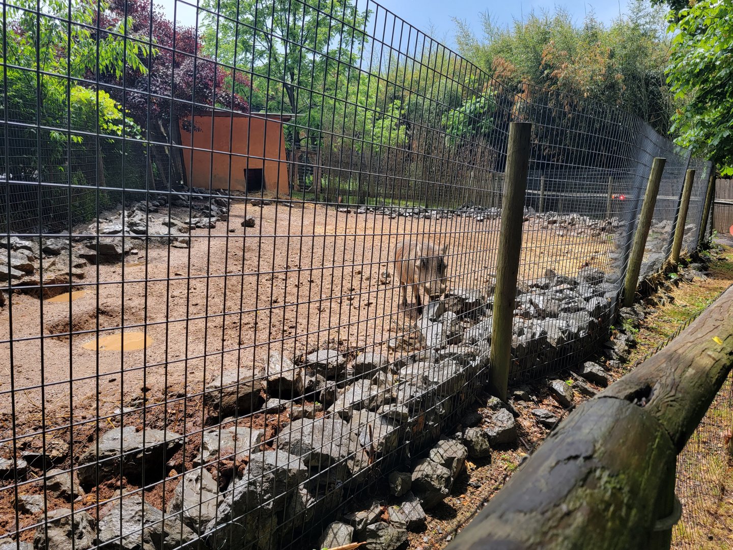 Creation Kingdom - Warthog, African crested porcupine