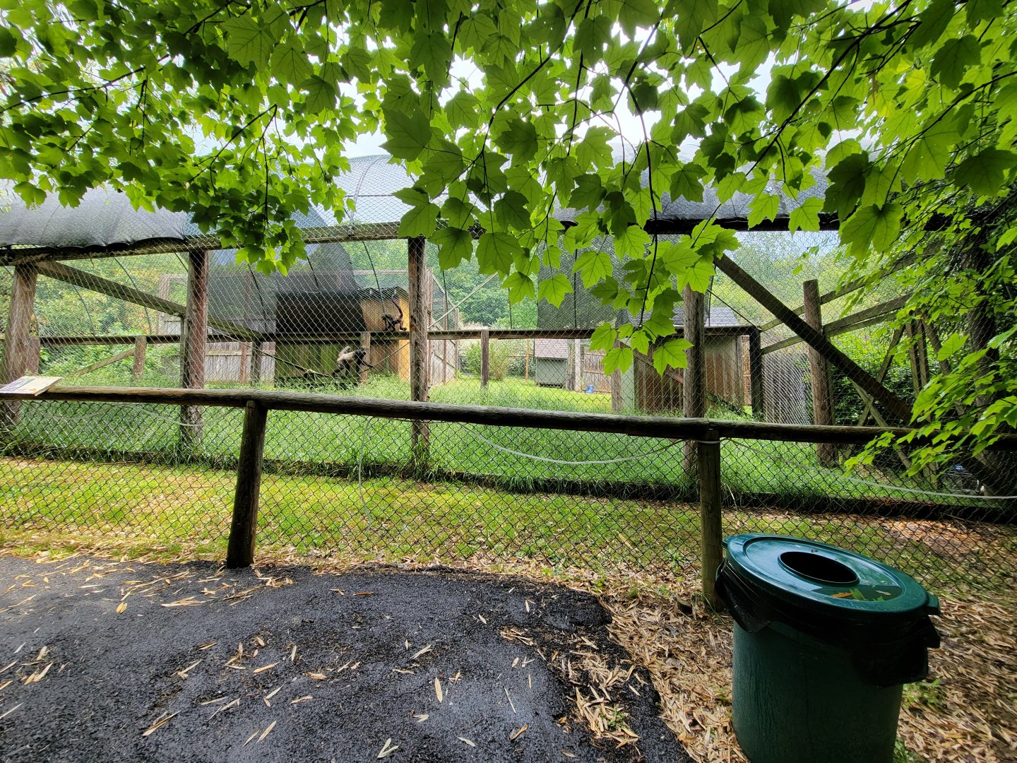 Creation Kingdom - White-bellied spider monkey