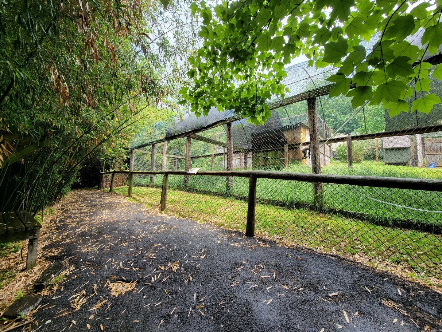 Creation Kingdom - White-bellied spider monkey
