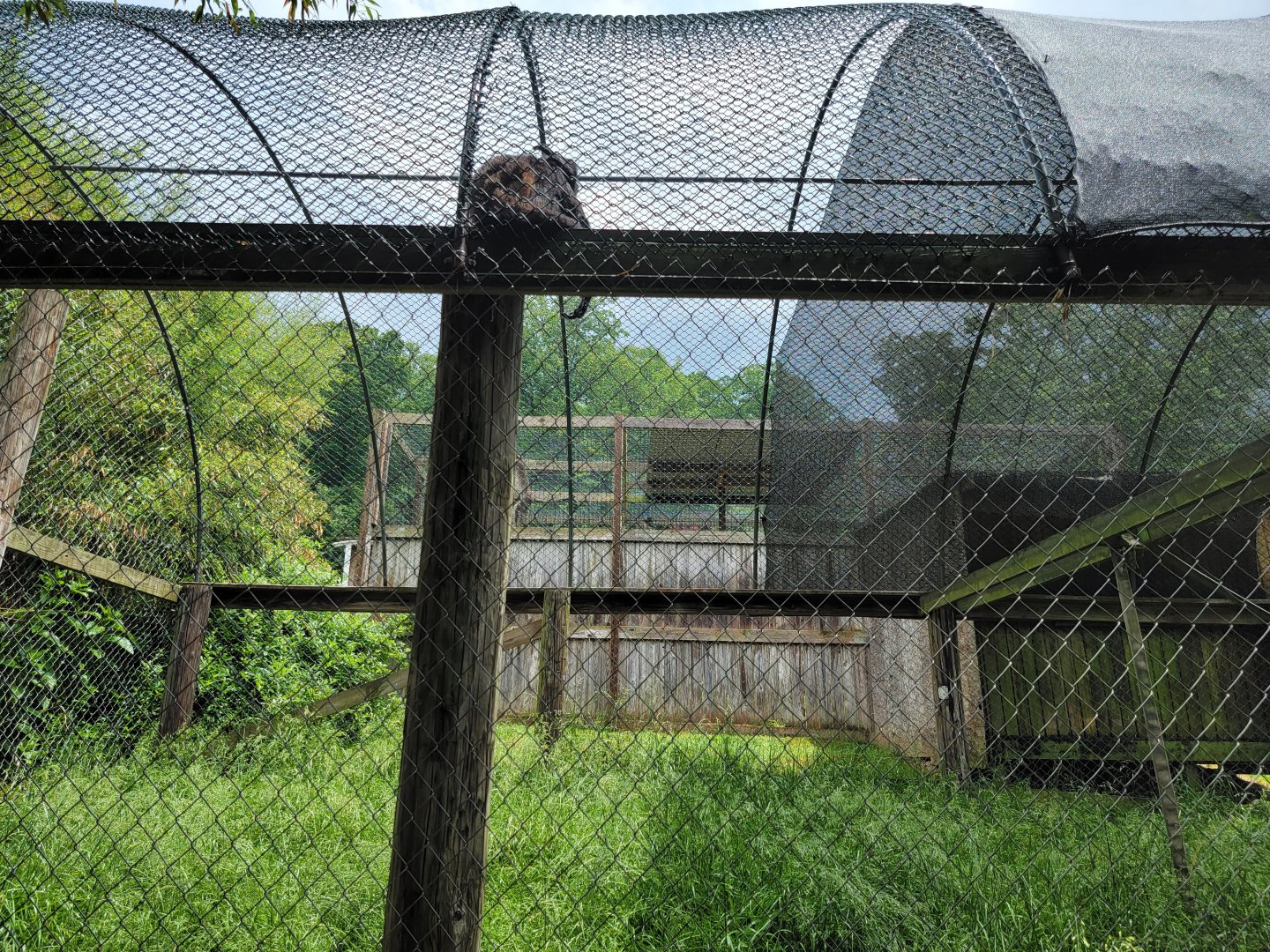 Creation Kingdom - White-bellied spider monkey