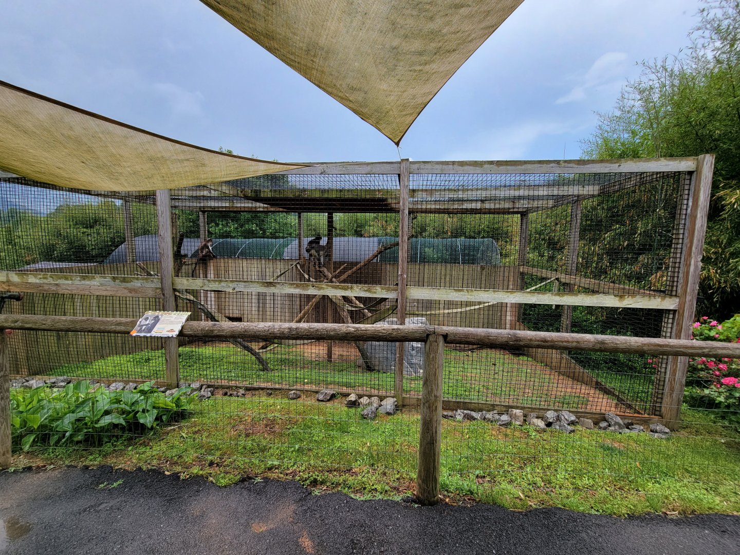 Creation Kingdom - White-crowned mangabey